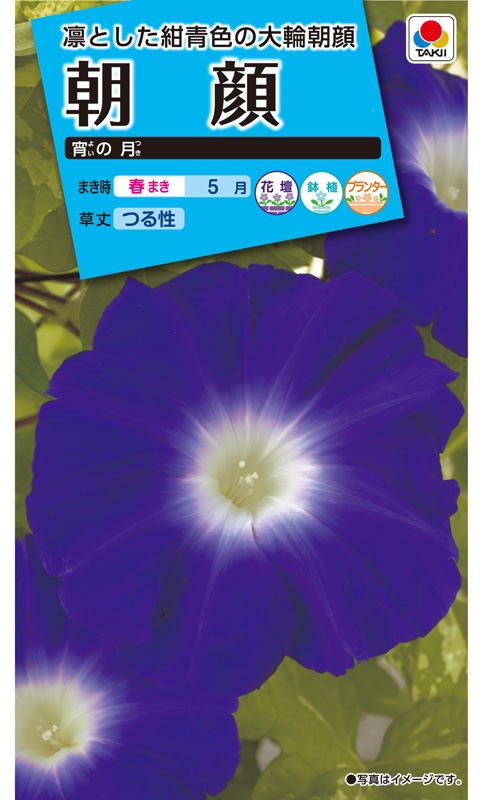 タキイ NL150 朝顔 宵の月 小袋 [FAA630]【取り寄せ注文】※春のみ商品