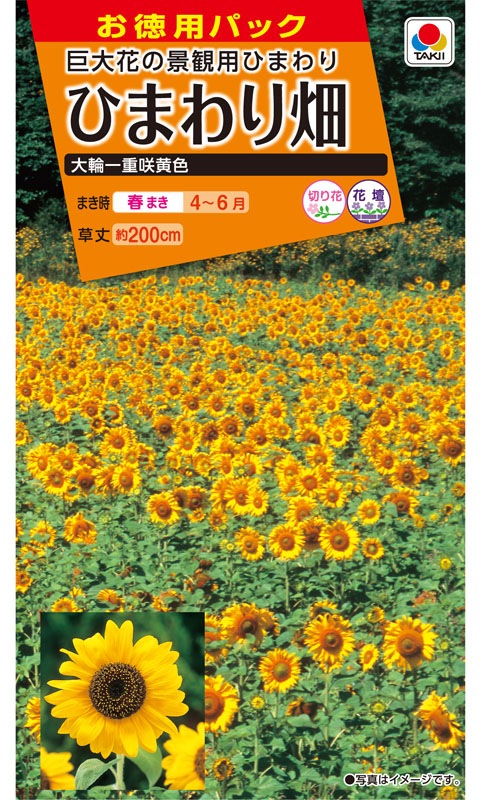 タキイ Nl徳用 ひまわり畑 大輪一重咲黄色 小袋 Fhm105 草花種子 小袋 4月まきの花の種 小林種苗株式会社