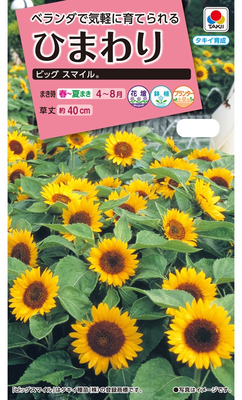 タキイ NL300 ひまわり ビッグスマイル 小袋[FHM313]【取り寄せ注文