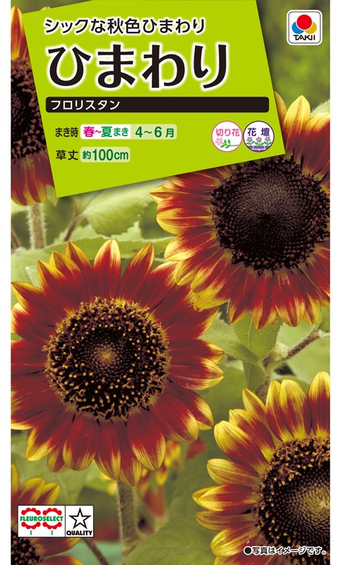 タキイ Nl0 ひまわり フロリスタン 小袋 草花種子 小袋 4月まきの花の種 ひまわり 小林種苗株式会社