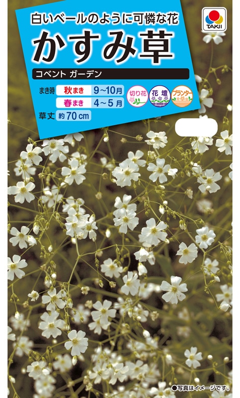 【かすみ草】 1_011030000002.jpg?1678209903