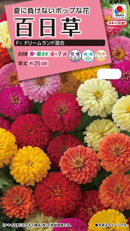 タキイ Nl300 百日草 F1 ドリームランド混合 小袋 Fzn629 草花種子 小袋 7月まきの花の種 小林種苗株式会社
