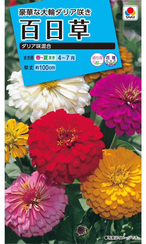 タキイ Nl150 百日草 ダリア咲混合 小袋 Fzn139 草花種子 小袋 4月まきの花の種 百日草 小林種苗株式会社