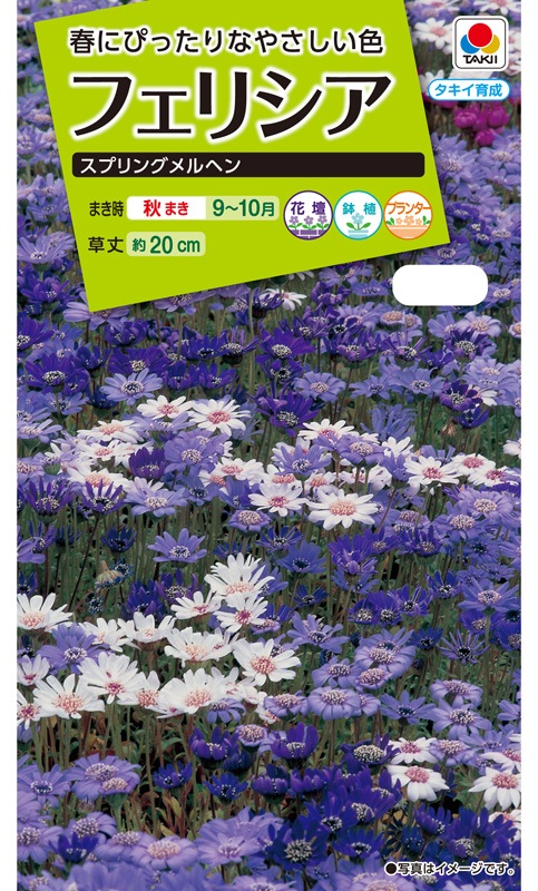 26円 即日発送 フェリシア 種 たね 1袋 100mg フェリシアの種 スプリングメルヘン 花