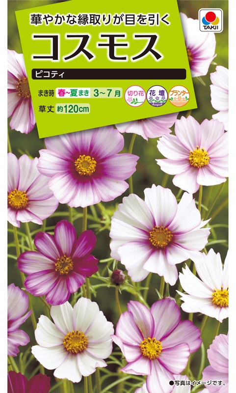 タキイ Nl0 コスモス ピコティ 小袋 Fcs131 22春新種予約 12月以降入荷予定 草花種子 小袋 6月まきの花の種 小林種苗株式会社