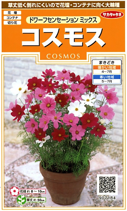 サカタのタネ 実咲200 コスモス ドワーフセンセーション ミックス 小袋