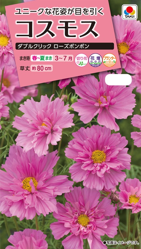 タキイ Nl300 コスモス ダブルクリック ローズボンボン 小袋 Fcs227 23春新種予約 草花種子 小袋 コスモス 小林種苗株式会社