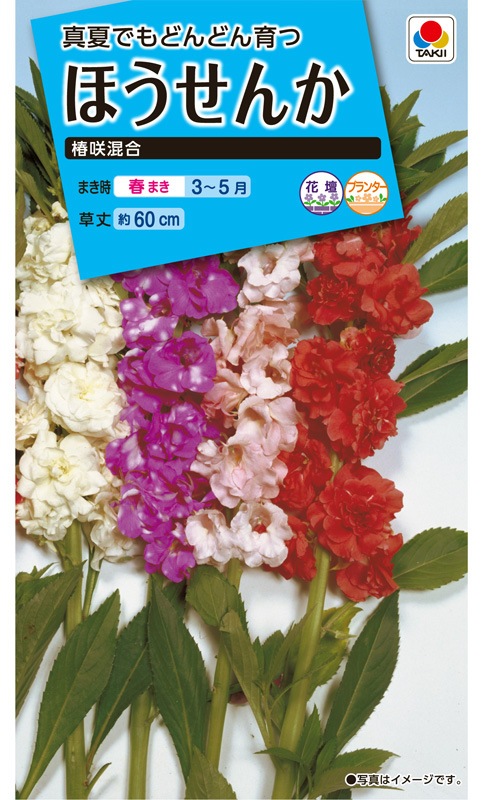 椿の葉、椿の蕾小枝付き天然無農薬ネコポス満杯詰め約150