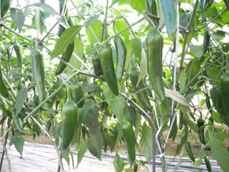 小林種苗 ピーマン種子 おつまみピーマン ＊種子有効期限2026年10月末