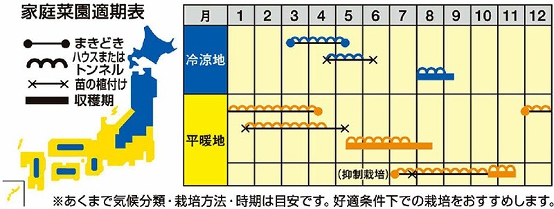 ナント種苗 大玉スイカ種子 3Xブラックジャック（タネナシ）【取り寄せ
