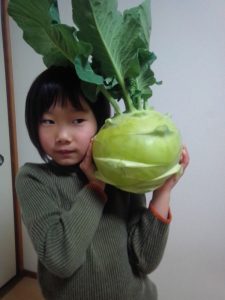 小林種苗 コールラビ種子 マツコEX ＊種子有効期限2026年5月末 | 小林