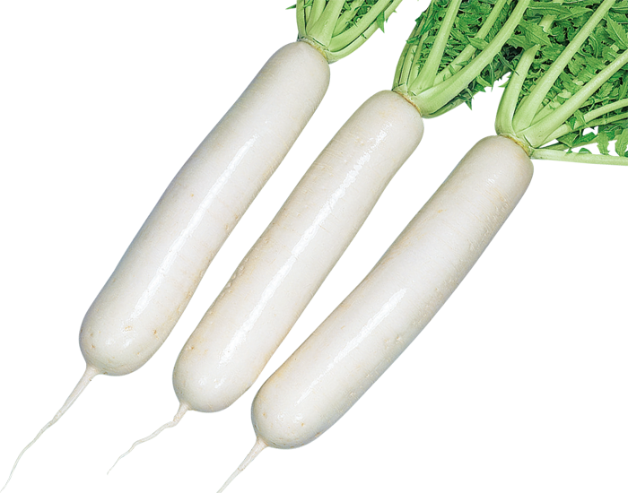 大和農園 ダイコン種子 YS大蔵【取り寄せ注文】 | 小林種苗公式通販
