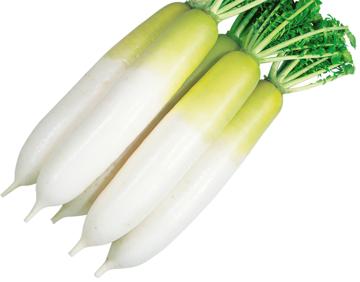 大和農園 ダイコン種子 あきしの【取り寄せ注文】【2026年春種予約商品