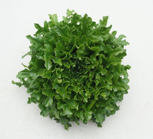 小林種苗 レタス種子 ワンタイム＊種子有効期限2026年5月末 | 葉菜類