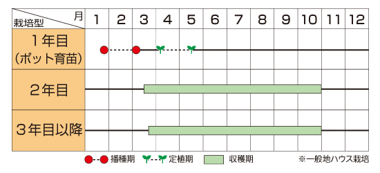 サカタのタネ アスパラガス種子 ウェルカムAT【取り寄せ注文】＊春のみ