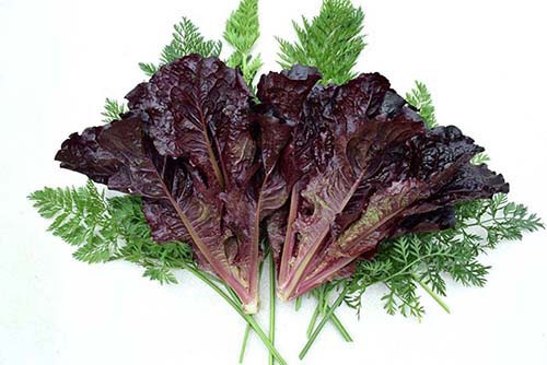 1_000000007229.jpg?1684484232