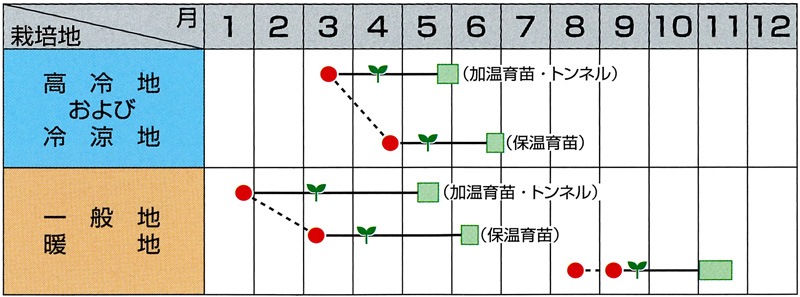 サカタのタネ ハクサイ種子 ゆめぶき506【取り寄せ注文】＊秋のみ商品