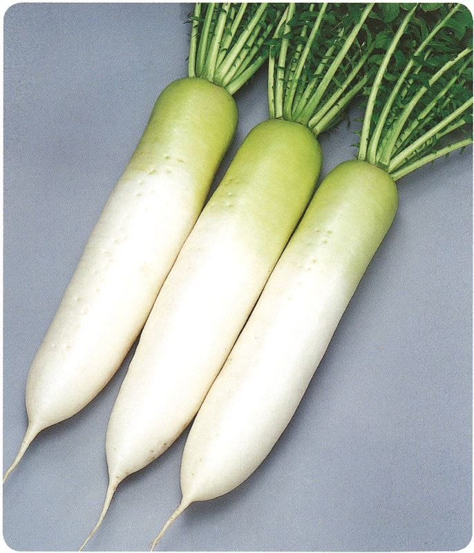 取れたて大根 サカタのタネ ダイコン種子 天宝【取り寄せ注文】※通年商品＊種子有効