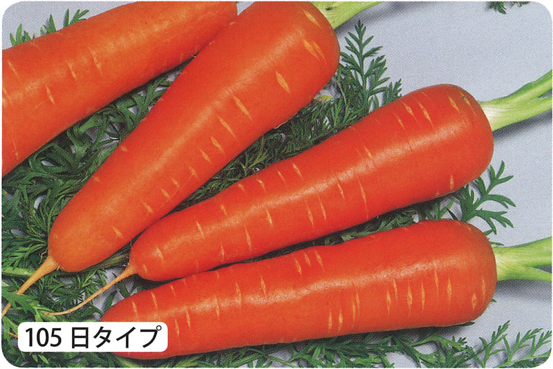サカタのタネ ニンジン種子 紅あかり【取り寄せ注文】※通年商品 | 小林