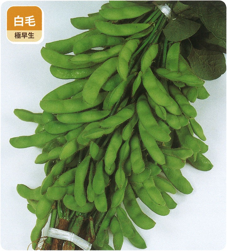 サカタ エダマメ 天ヶ峰 取り寄せ注文 23春新種予約 果菜類 豆類 枝豆 小林種苗株式会社