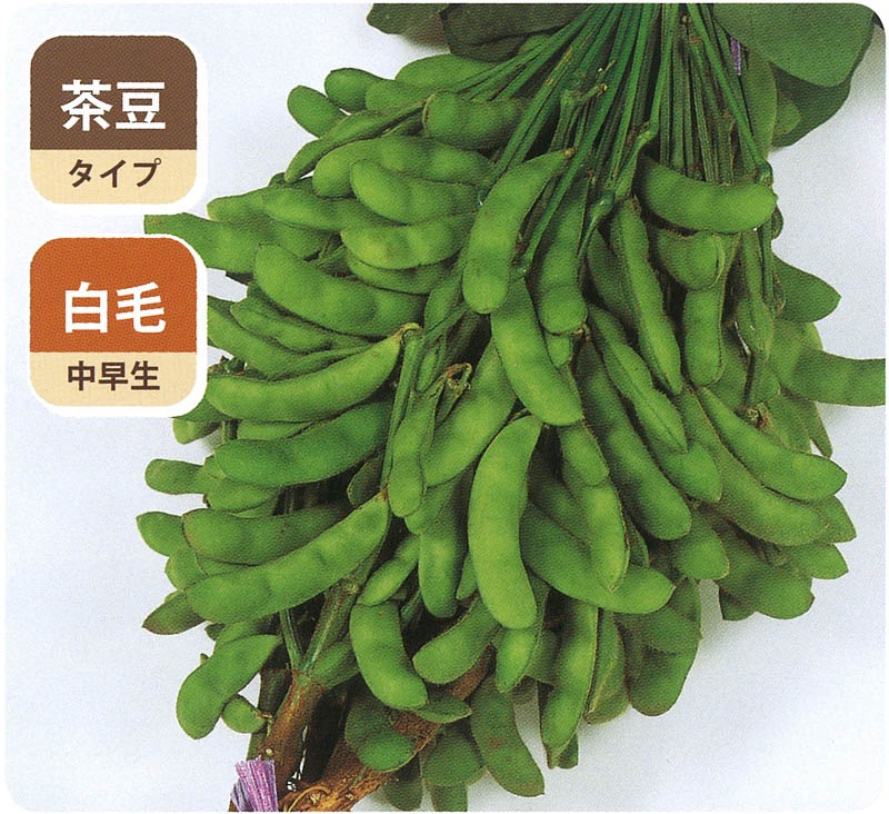サカタのタネ エダマメ 夏の声 取り寄せ注文 23春新種予約 果菜類 豆類 枝豆 小林種苗株式会社