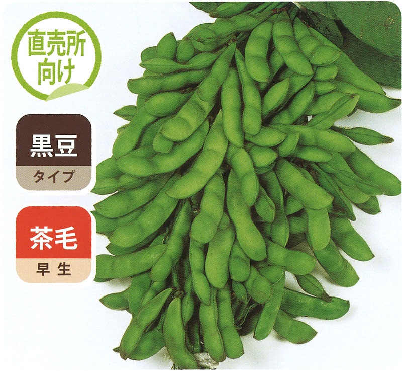 サカタ エダマメ 夏の装い 取り寄せ注文 果菜類 豆類 枝豆 中間地向け枝豆 4月まき 小林種苗株式会社