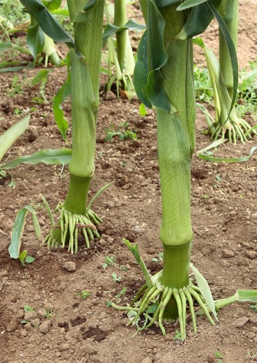 ミシマ ゴールドラッシュ90 スイートコーン　種 ゴールドラッシュ90｜野菜種(タネ)・苗の専門店 高木農園