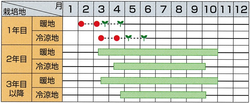 サカタのタネ アスパラガス種子 スーパーウェルカム[030040]【取り寄せ