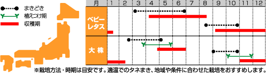 サカタ レタス ガーデンレタス ミックス 葉菜類 レタス 小林種苗株式会社 サカタ レタス ガーデンレタス ミックス 葉菜類 レタス 小林種苗株式会社