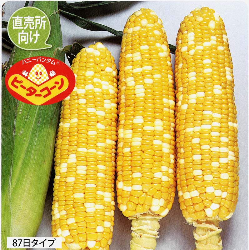 サカタのタネ スイートコーン種子 ハニーバンタム ピーターコーン