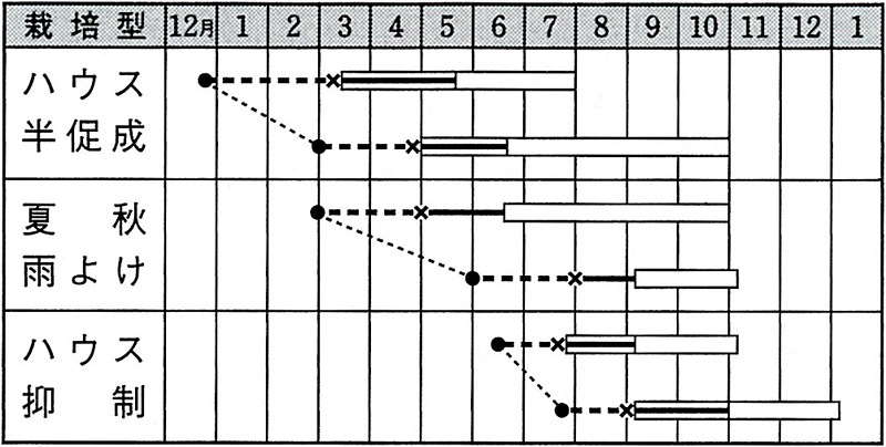 タキイ種苗 トマト種子 桃太郎8[ATM008]【取り寄せ注文】※春のみ