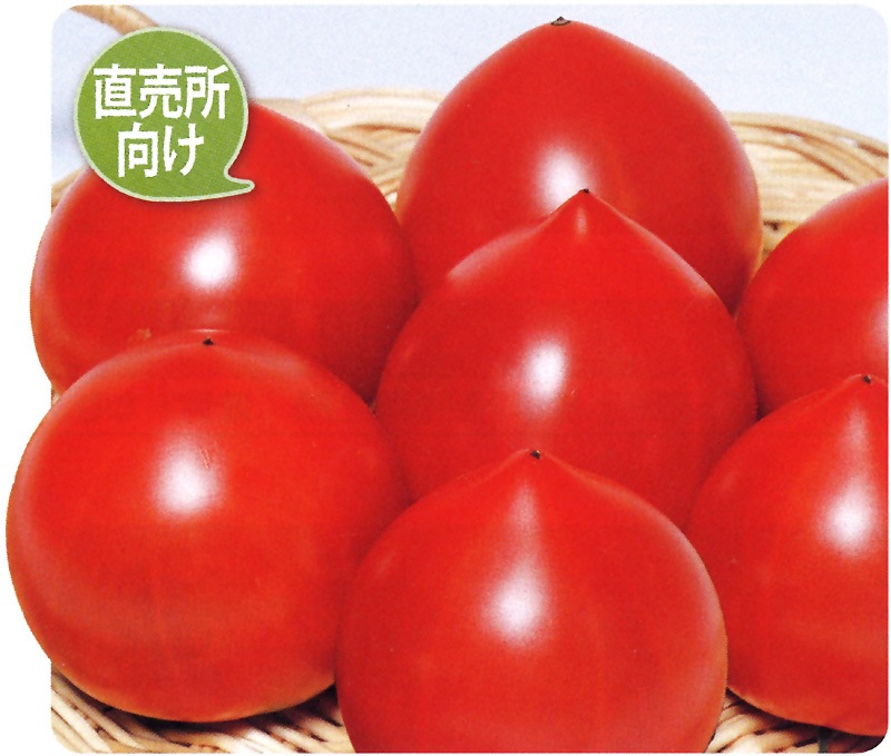 Tomatoです 楽天市場】【ふるさと納税】オーガニックミニトマト サンタスティ【約