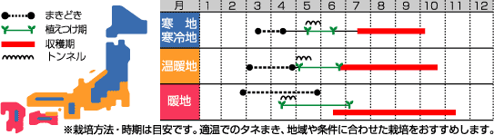 サカタ ミニトマト キャロルロゼ 実咲小袋 9106 メーカー別 小林種苗株式会社