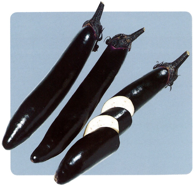 サカタのタネ ナス種子 飛天長【取り寄せ注文】※春のみの商品【2026