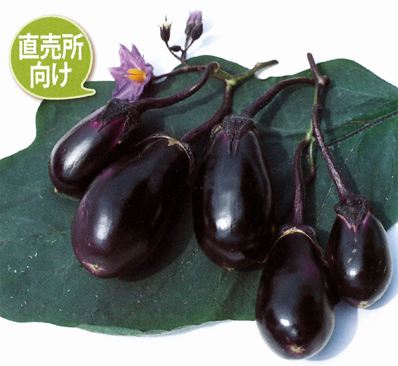 サカタのタネ ナス種子 ごちそうなす【取り寄せ注文】※春のみの商品