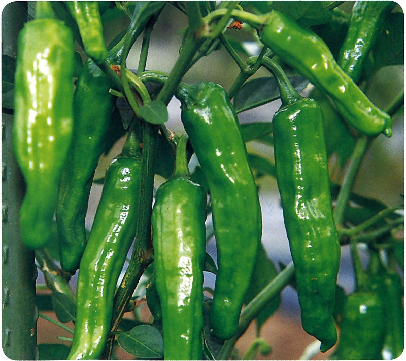 サカタのタネ トウガラシ種子 翠臣 早生シシトウ【取り寄せ注文】※春