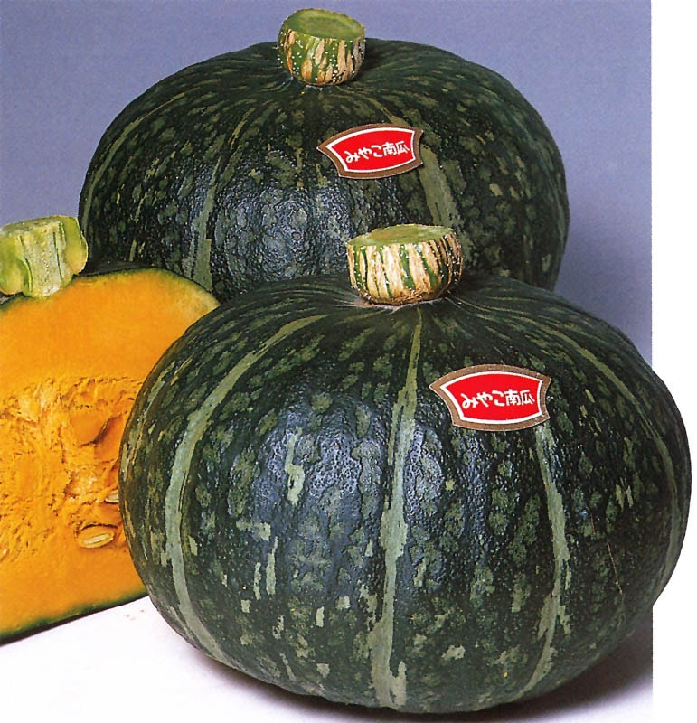 サカタのタネ カボチャ種子 みやこ【取り寄せ注文】※春のみの商品
