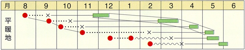 野崎採種場 カリフラワー種子 知月(N-40)【取り寄せ注文】＊種子有効