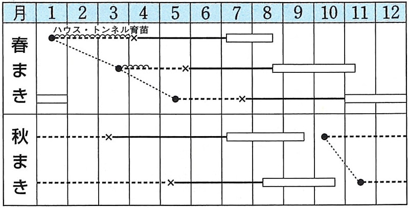 タキイ種苗 ネギ種子 ホワイトスター[ANE054]【取り寄せ注文】 | 小林