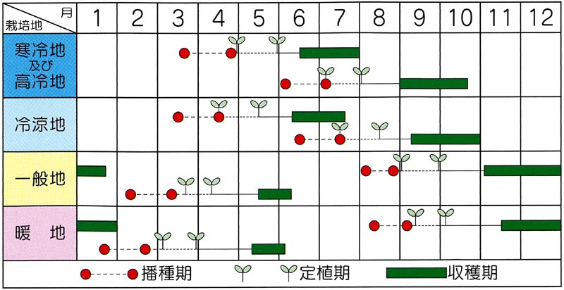 ブロリード ブロッコリー種子 ファイター【取り寄せ注文】＊種子有効