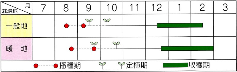ブロリード ブロッコリー種子 直緑93号【取り寄せ注文】 | 小林種苗
