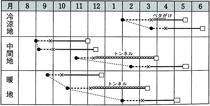 タキイ種苗 レタス種子 シスコ[ALE118]【取り寄せ注文】＊種子有効期限