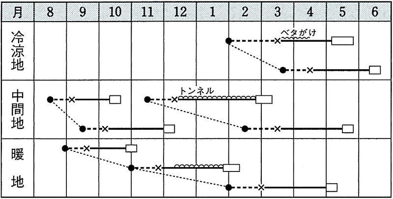タキイ種苗 レタス種子 レッドファルダー リーフレタス[ALE548