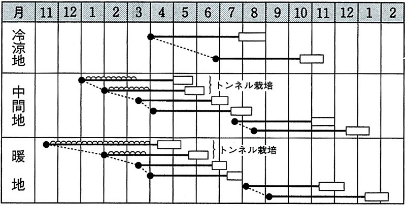 タキイ種苗 ニンジン種子 向陽二号 [ACH018]【取り寄せ注文】＊種子