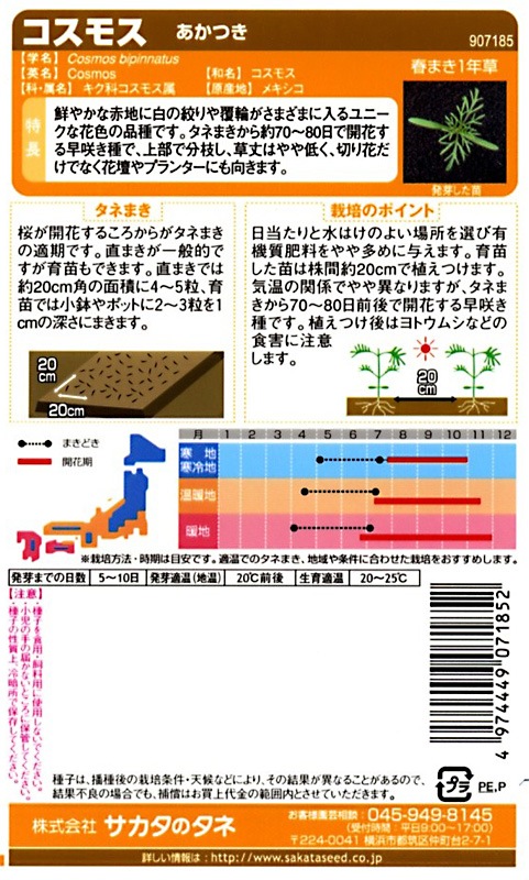 サカタ 実咲150 コスモス あかつき 小袋 22春新種予約 12月中下旬以降入荷予定 草花種子 小袋 コスモス 小林種苗株式会社