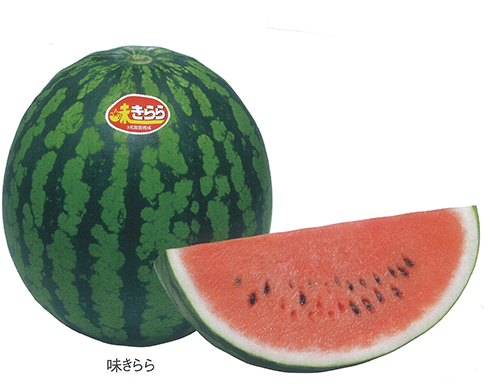 大和農園 大玉スイカ種子 味きらら【取り寄せ注文】 | 小林種苗公式通販