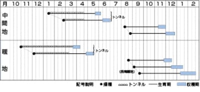 タキイ種苗 ニンジン種子 恋むすめ 根菜類 ニンジン 小林種苗株式会社 タキイ種苗 ニンジン種子 恋むすめ 根菜類 ニンジン 小林種苗株式会社
