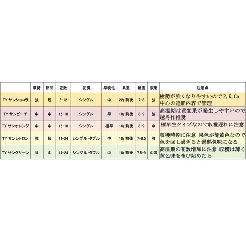 トキタ種苗 ミニトマト種子 TYサンオレンジ【取り寄せ注文】 | 小林
