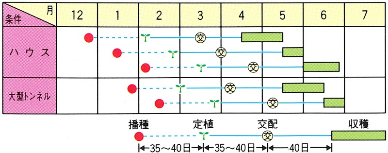小林種苗 メロン種子 サンキュー *種子有効期限2025年8月末