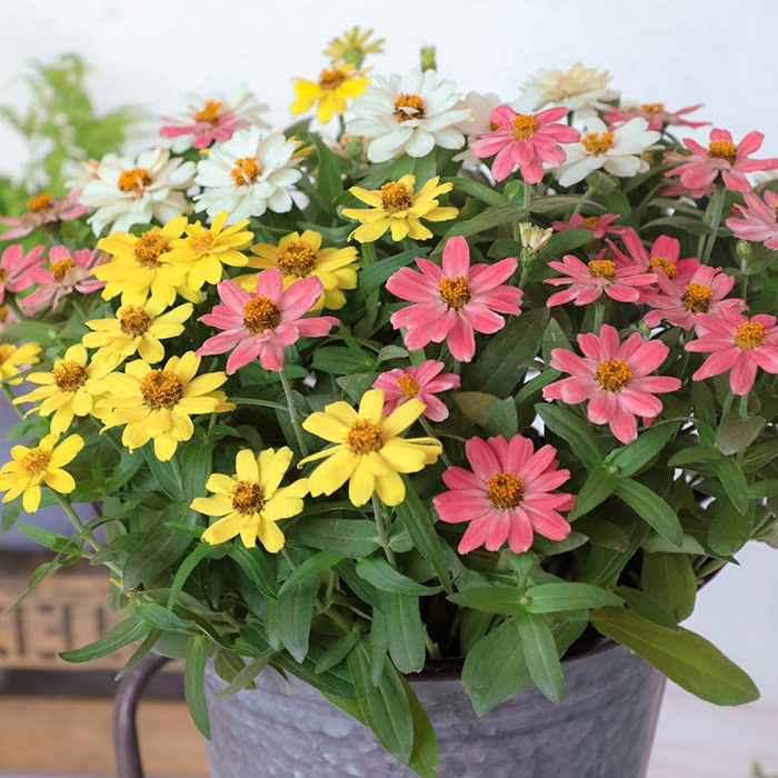 2025出品連絡用】ひつじぐさ 未草 幼苗 子株 中株 花芽付き 各種出品予定